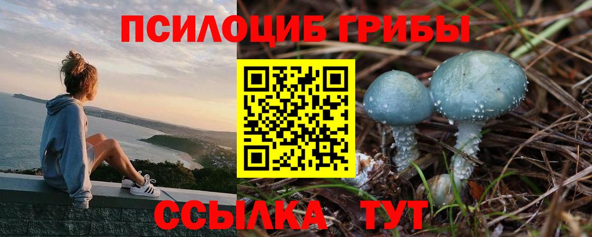 Псилоцибиновые грибы мицелий Сальск