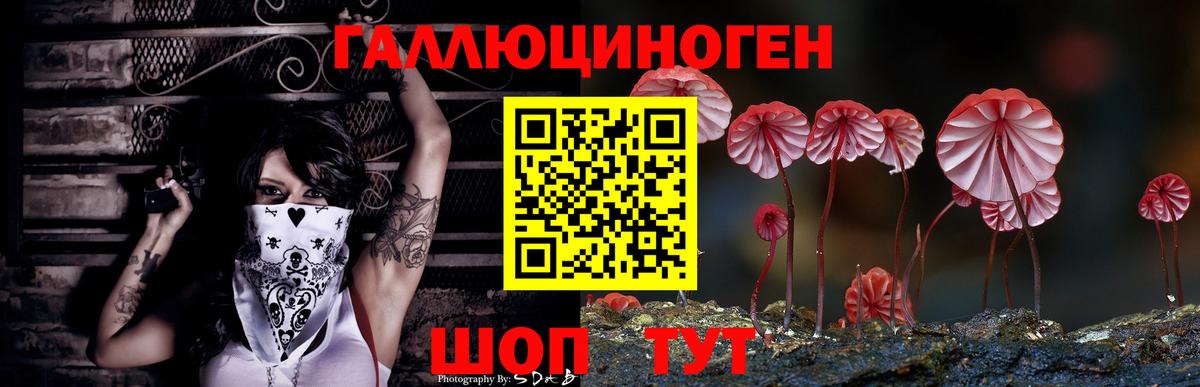 Галлюциногенные грибы Psilocybe  как найти   Сальск  Вход с VPN 